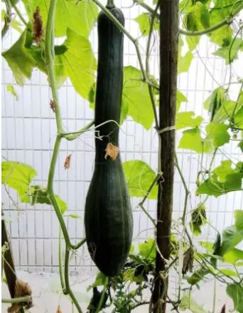 知道最甜最面的南瓜品種嗎？盤(pán)點(diǎn)十種有營(yíng)養(yǎng)的甜面南瓜...