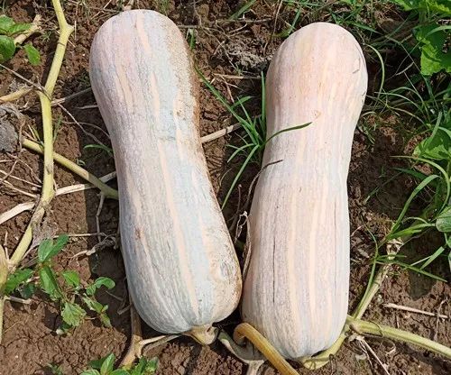 生吃都好吃南瓜新品種，沒(méi)有大肚子，肉質(zhì)更密致，農(nóng)戶試種下