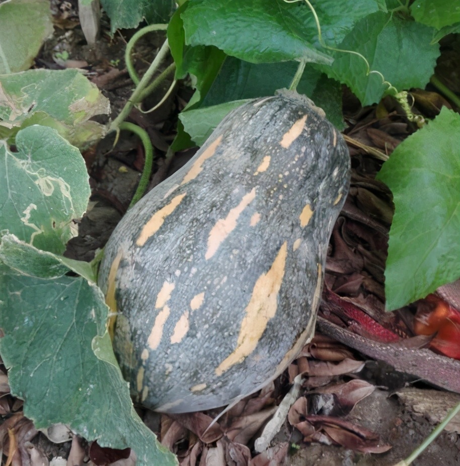 2020年，市面上的南瓜品種哪個口感最好、最甜、最值得種植？