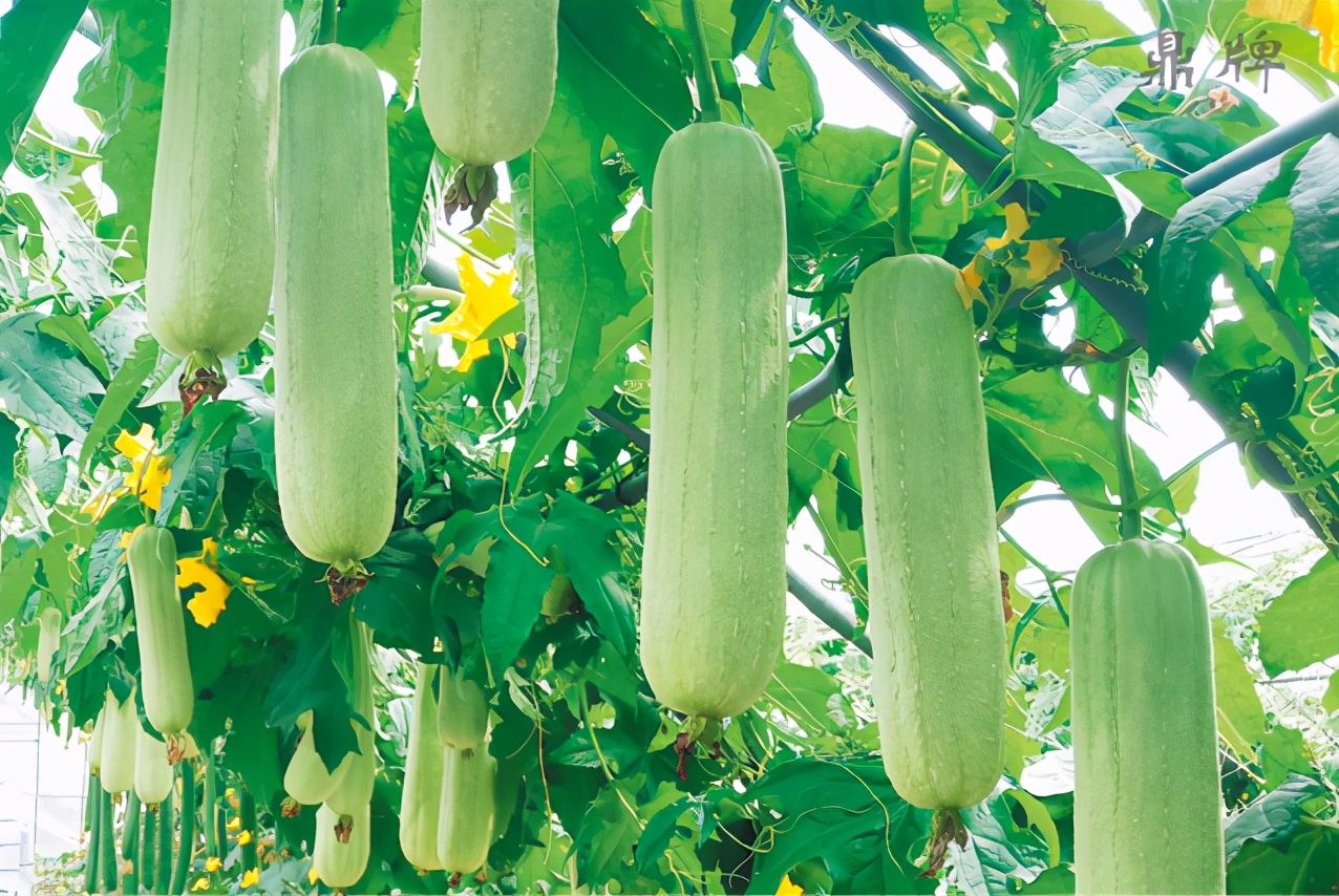 絲瓜新品種層不出窮，2021年，哪個絲瓜品種最值得種植？