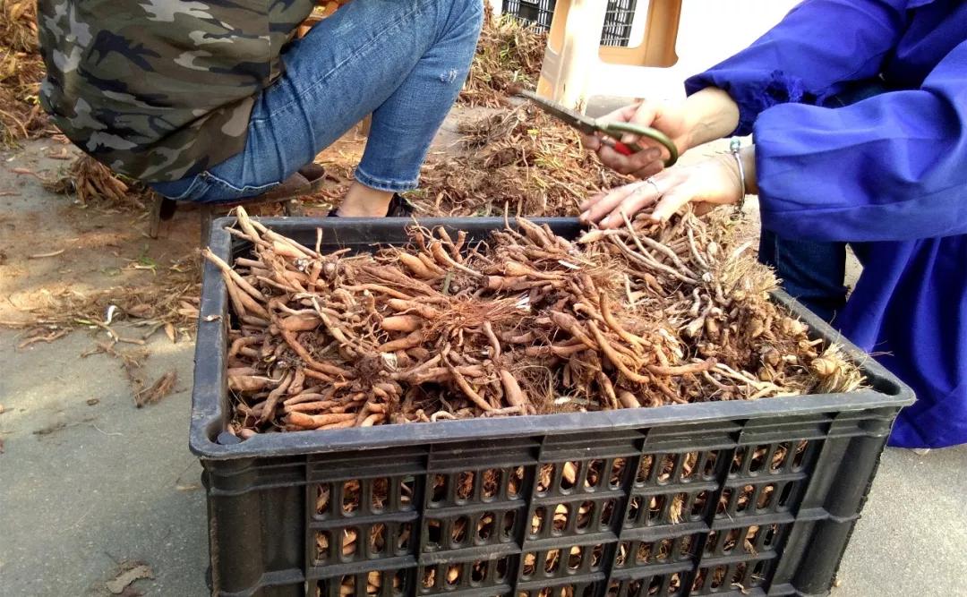 一斤接近20塊，原來它才是最火的國民蔬菜！全國都適種