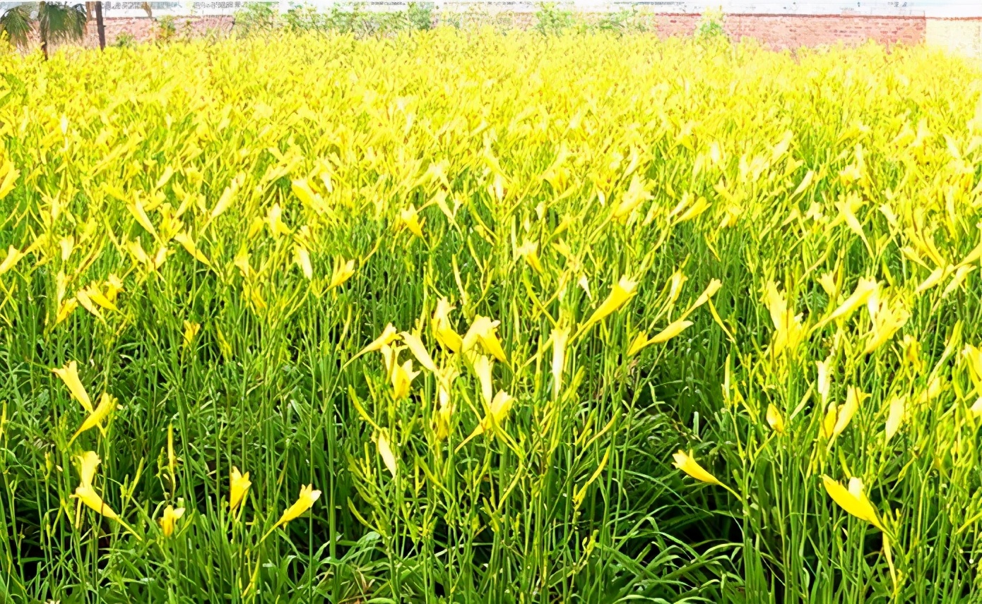 一斤接近20塊，原來它才是最火的國民蔬菜！全國都適種