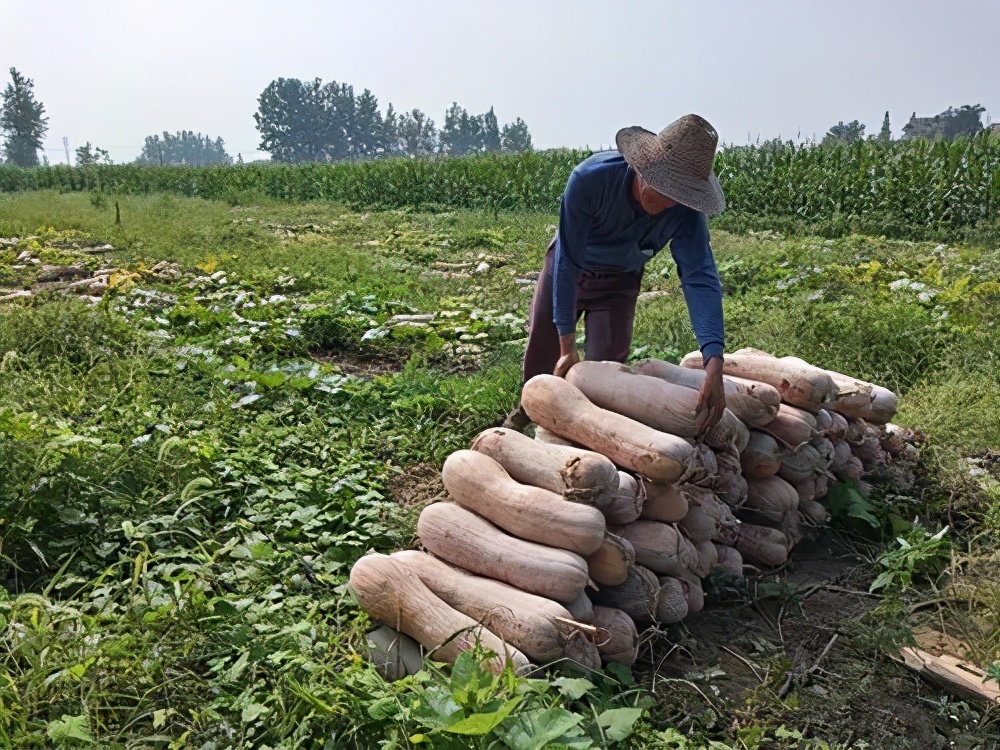 一位轉(zhuǎn)業(yè)后的特種兵，辦農(nóng)場種瓜菜，靠1個優(yōu)點(diǎn)，年賺200萬