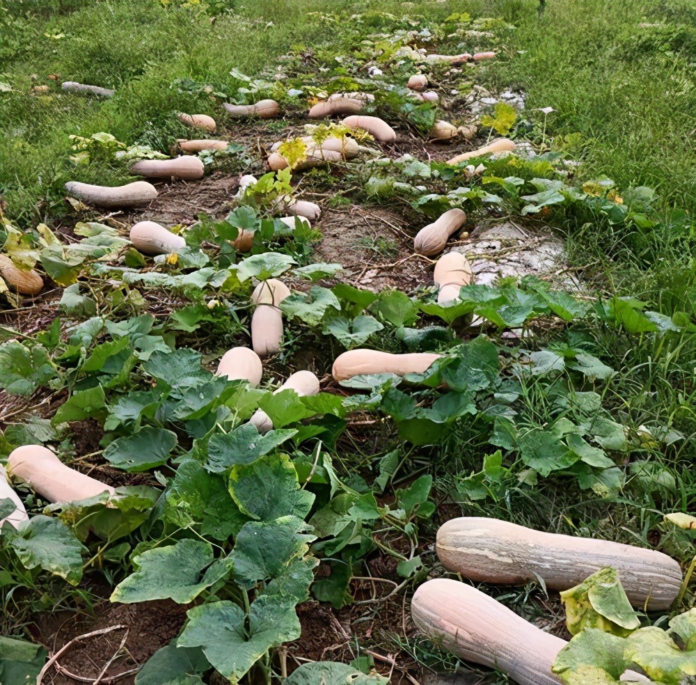 一位轉(zhuǎn)業(yè)后的特種兵，辦農(nóng)場種瓜菜，靠1個優(yōu)點(diǎn)，年賺200萬