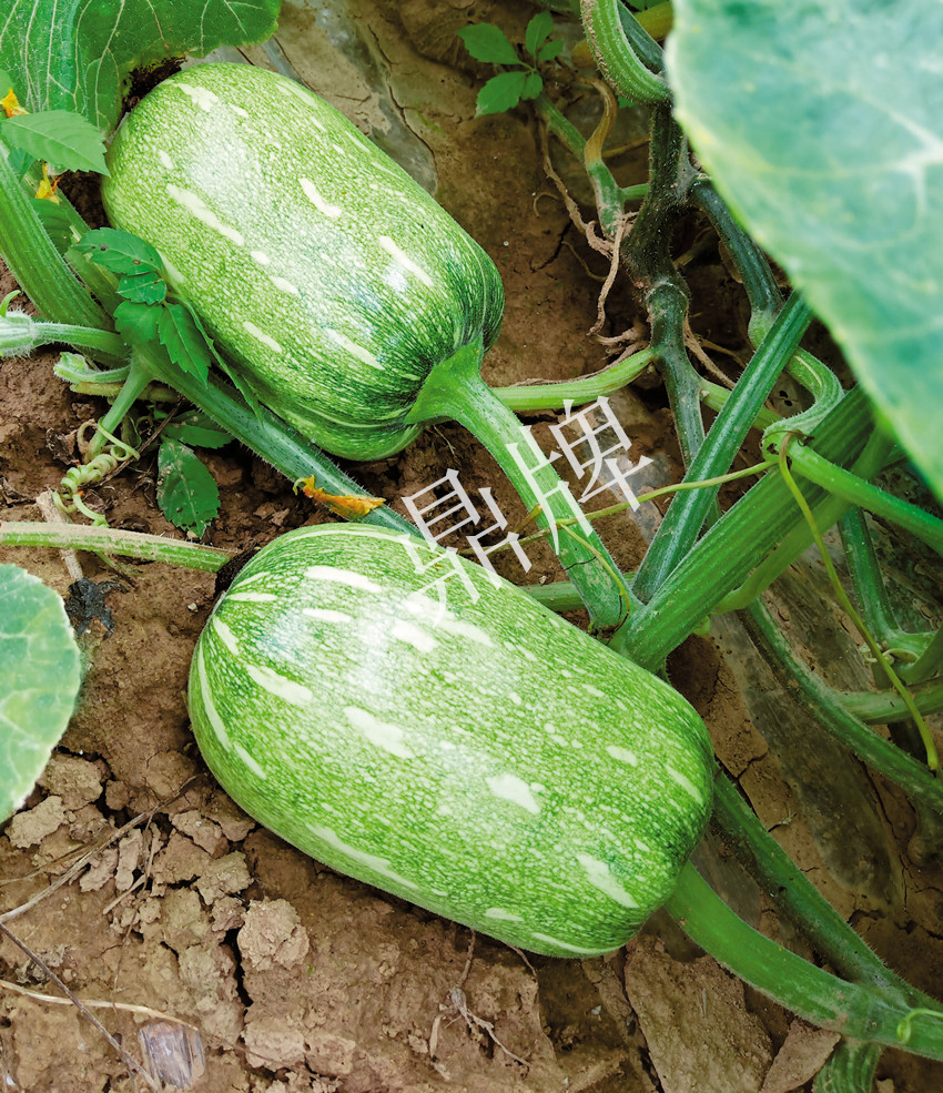 畝產(chǎn)6000公斤的南瓜上市，20年科研他就為打造1個爆款品種