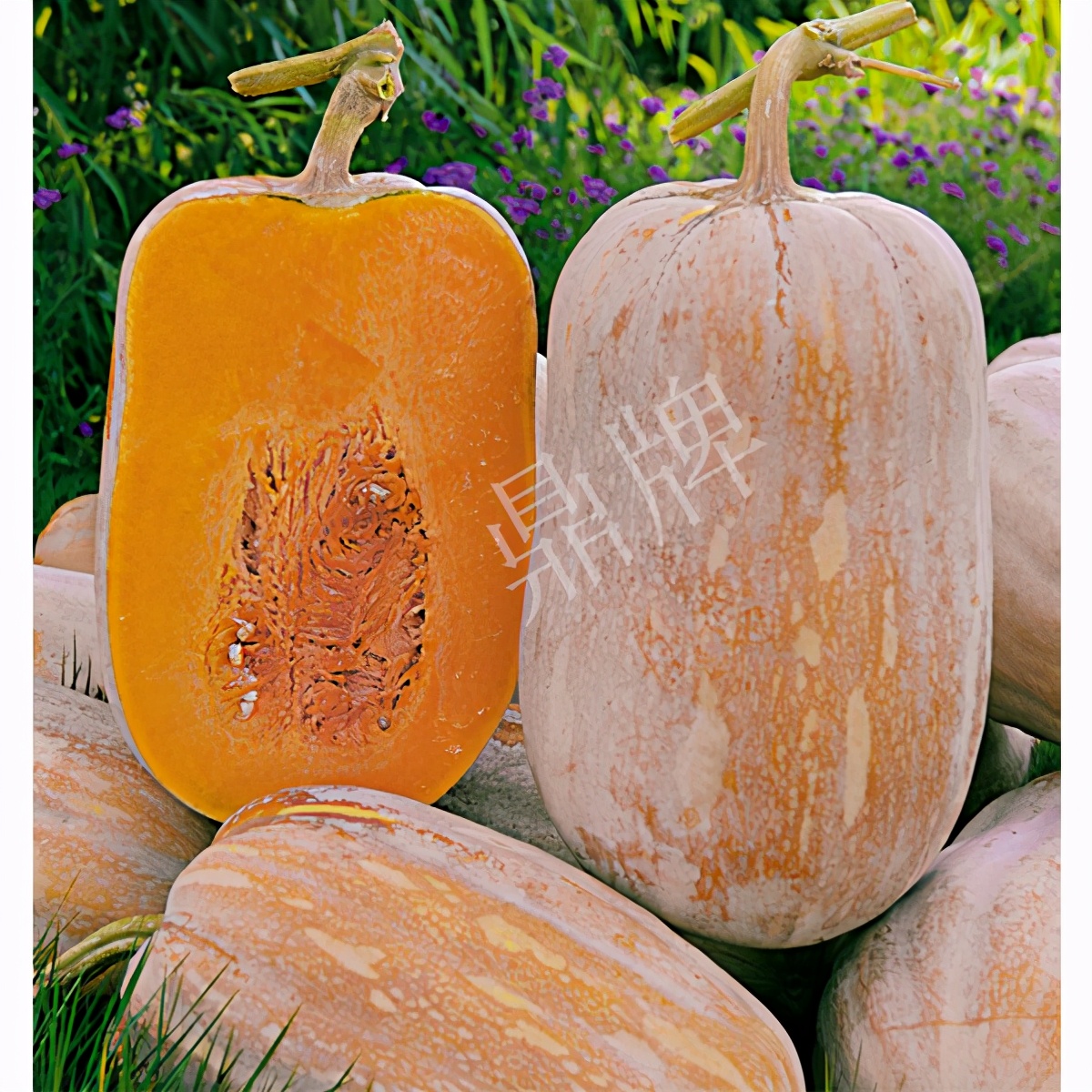 畝產(chǎn)6000公斤的南瓜上市，20年科研他就為打造1個爆款品種