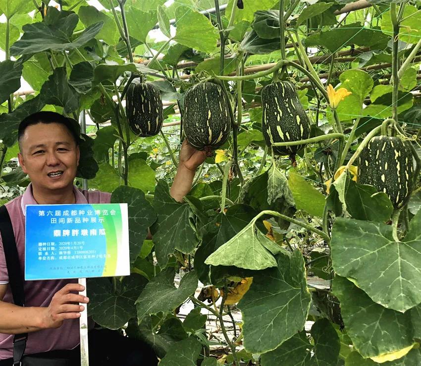 畝產(chǎn)6000公斤的南瓜上市，20年科研他就為打造1個爆款品種