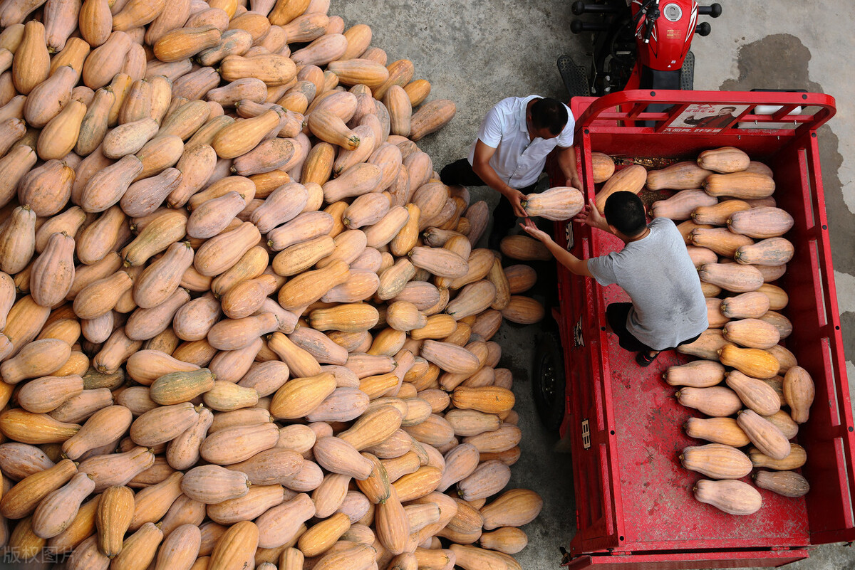 畝產(chǎn)6000公斤的南瓜上市，20年科研他就為打造1個爆款品種