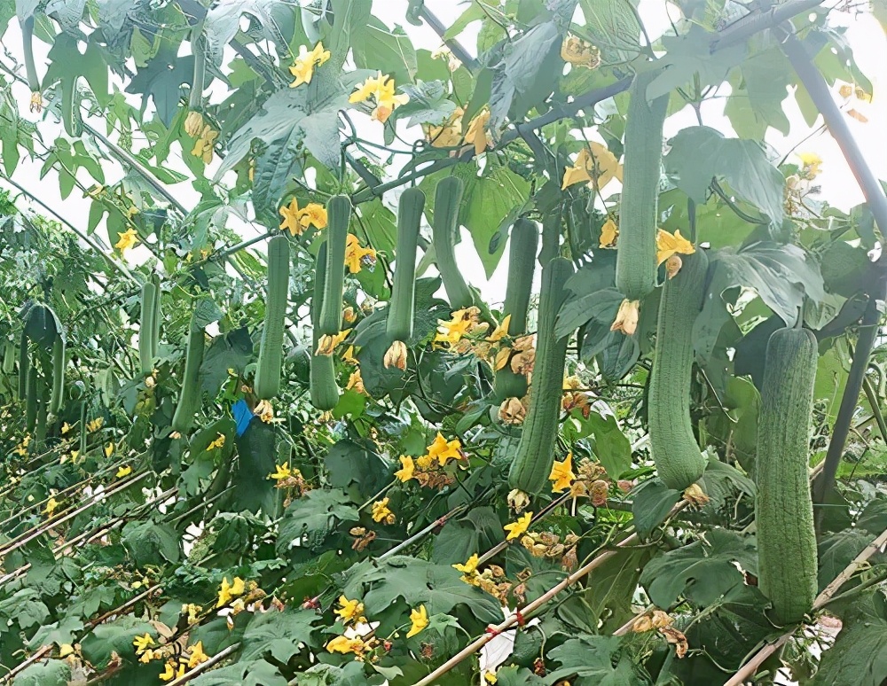 這個(gè)絲瓜畝產(chǎn)可達(dá)8000公斤，菜農(nóng)2021年致富的絲瓜品種