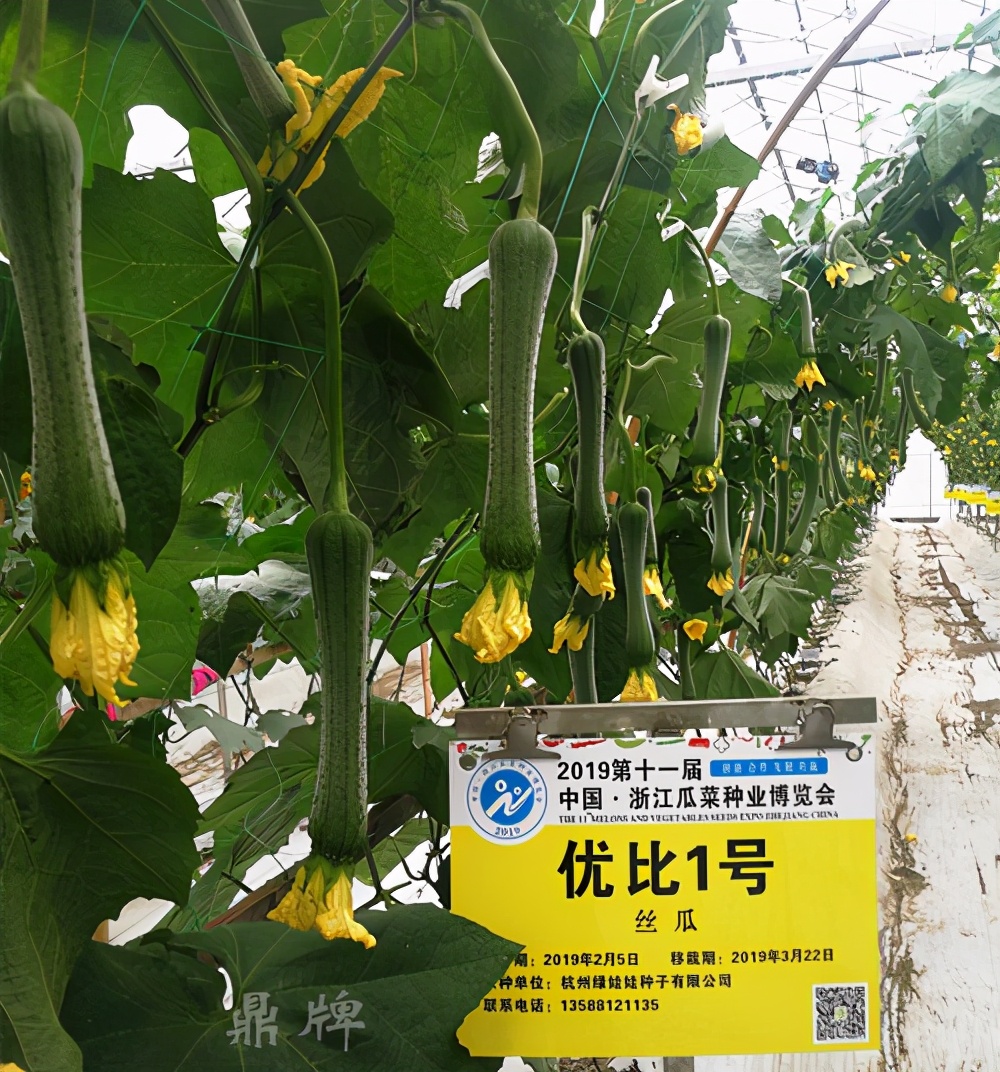 這個(gè)絲瓜畝產(chǎn)可達(dá)8000公斤，菜農(nóng)2021年致富的絲瓜品種