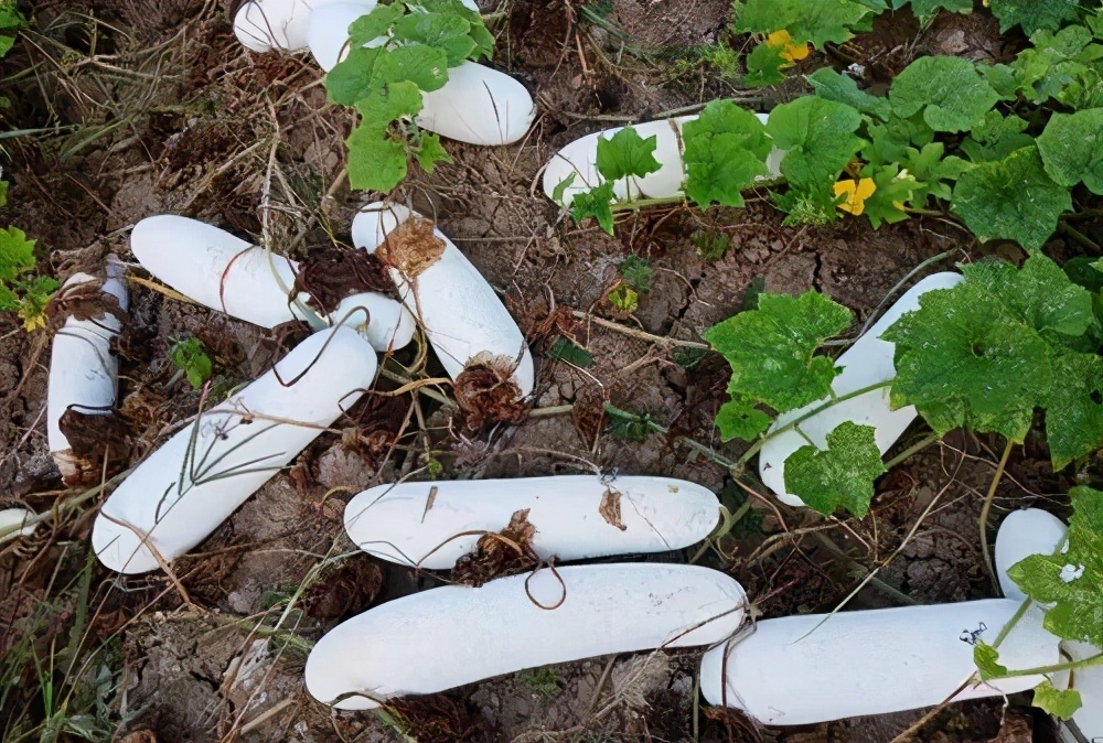 這個(gè)冬瓜品種放1年不壞，口感脆甜，多年科研就為打造這1個(gè)爆品