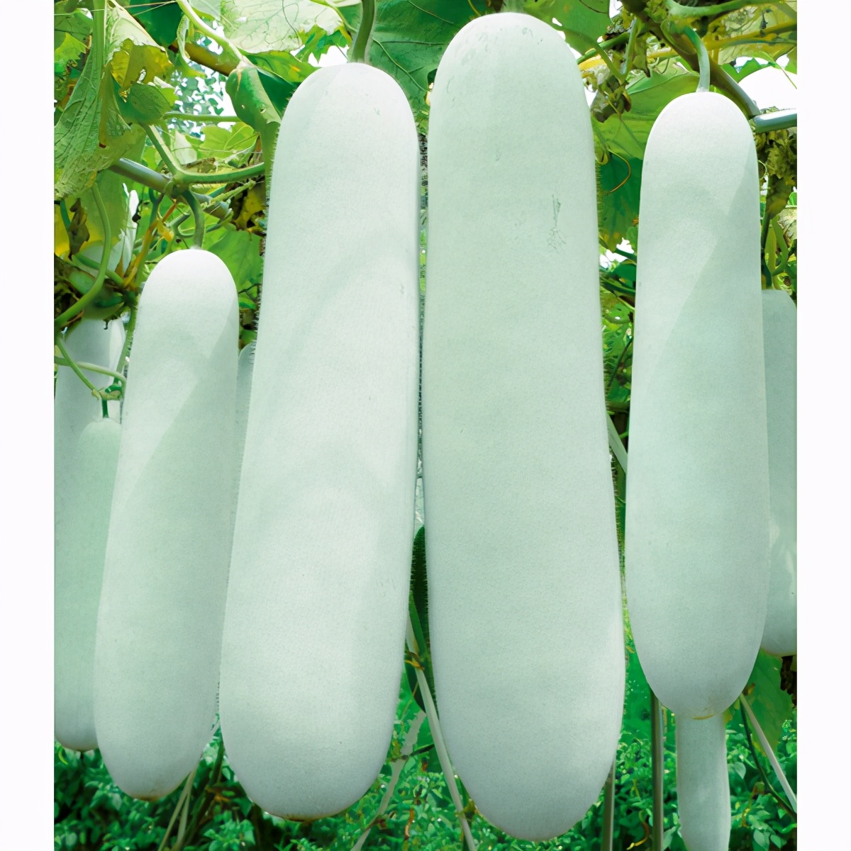 這個(gè)冬瓜品種放1年不壞，口感脆甜，多年科研就為打造這1個(gè)爆品