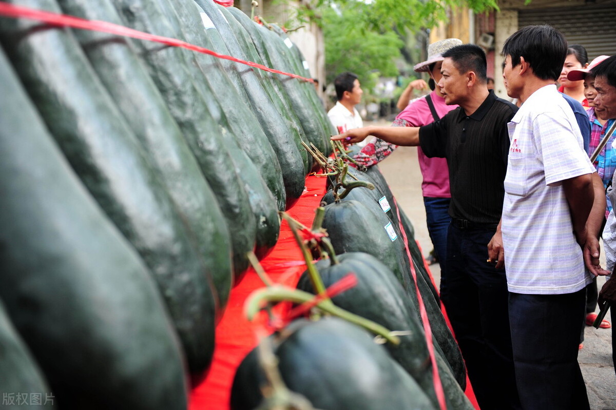 這個(gè)冬瓜品種放1年不壞，口感脆甜，多年科研就為打造這1個(gè)爆品