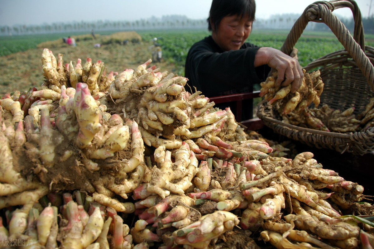 時隔三年，向錢蔥、姜你軍又來了，心動了嗎？來年你會換品種嗎？