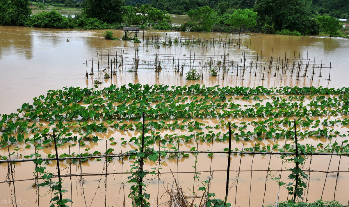 時隔三年，向錢蔥、姜你軍又來了，心動了嗎？來年你會換品種嗎？