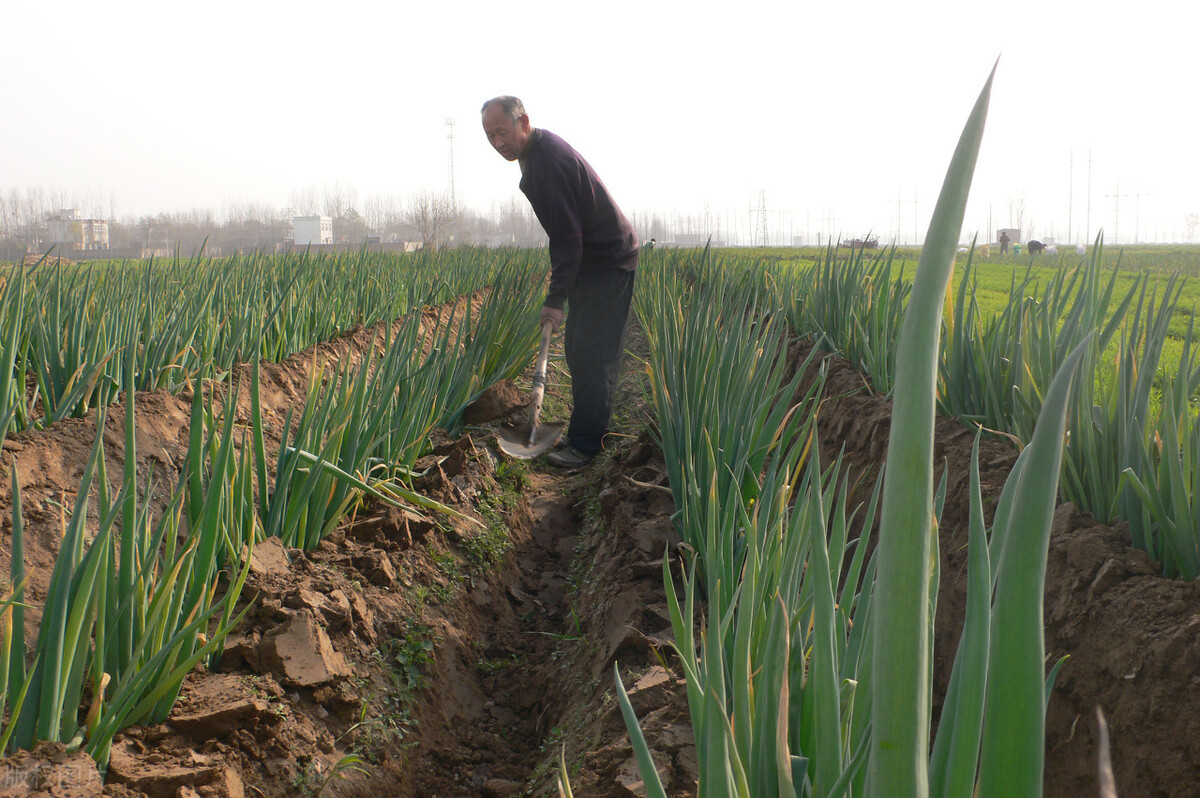 時隔三年，向錢蔥、姜你軍又來了，心動了嗎？來年你會換品種嗎？