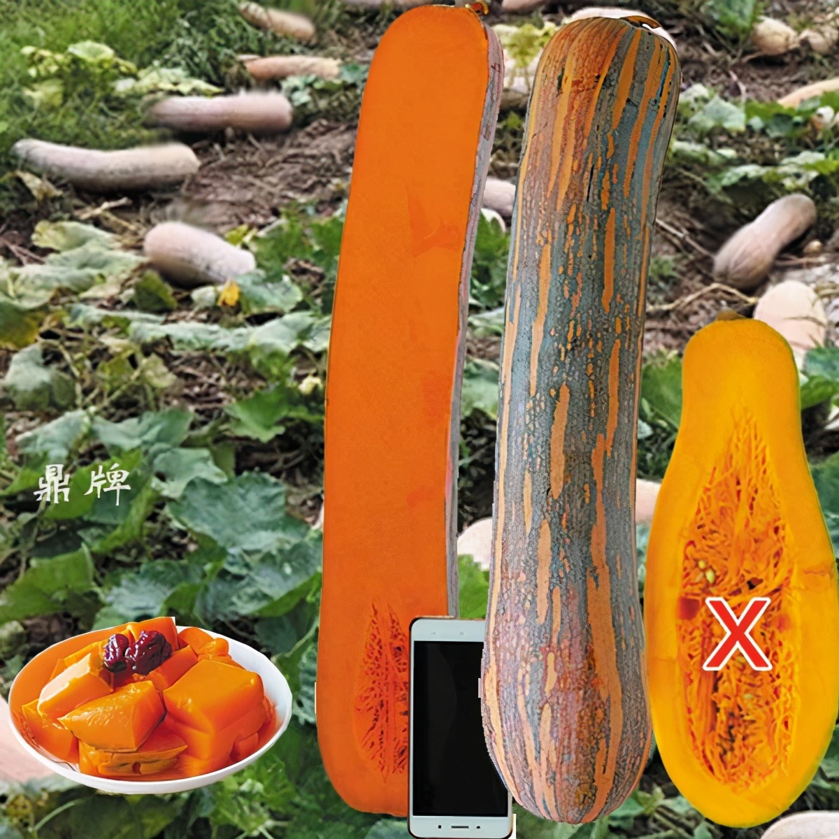 時隔三年，向錢蔥、姜你軍又來了，心動了嗎？來年你會換品種嗎？