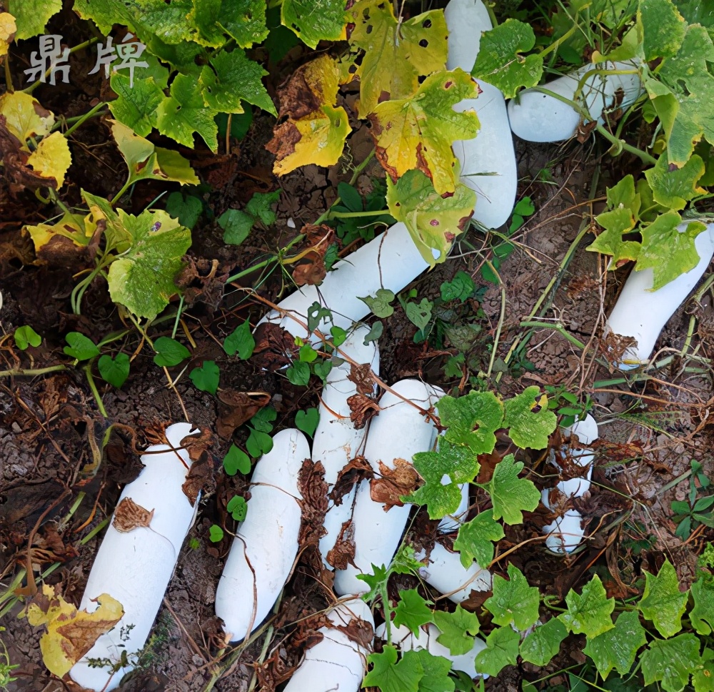 畝產(chǎn)值可達(dá)3萬元的冬瓜終上市，21年科研沉淀成就它