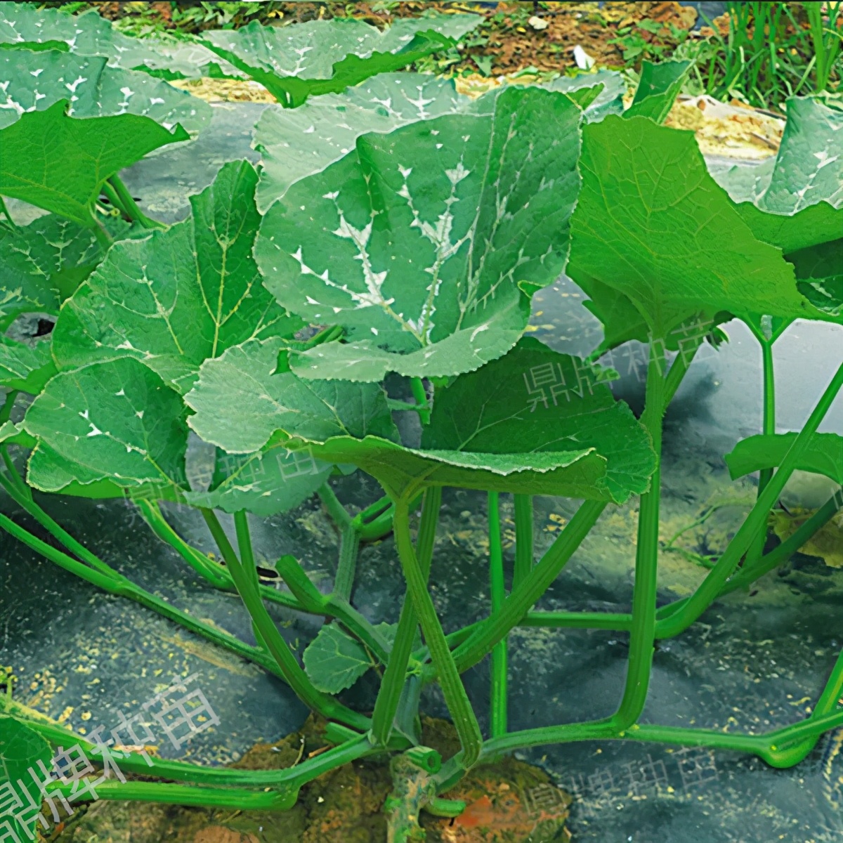 種這種綠葉菜，栽培輕松，畝產(chǎn)值過萬元，菜農(nóng)表示很劃算