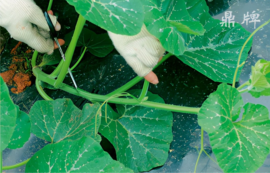 種這種綠葉菜，栽培輕松，畝產(chǎn)值過萬元，菜農(nóng)表示很劃算