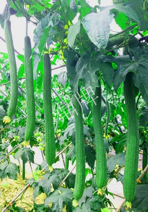 它是絲瓜種植戶的新選擇，節(jié)節(jié)有瓜，瓜長而不彎曲