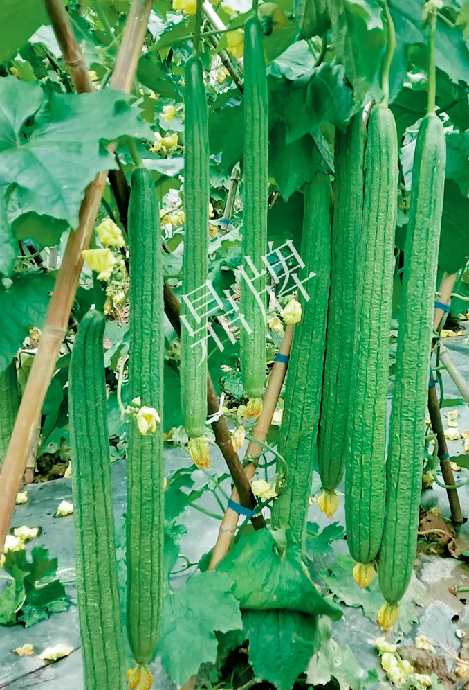 它是絲瓜種植戶的新選擇，節(jié)節(jié)有瓜，瓜長而不彎曲