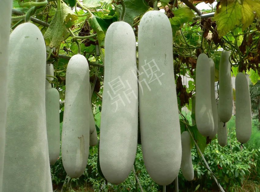 這個(gè)品種太優(yōu)秀了！耐儲(chǔ)耐運(yùn)，適合大面積種植，菜農(nóng)瓜販都喜歡