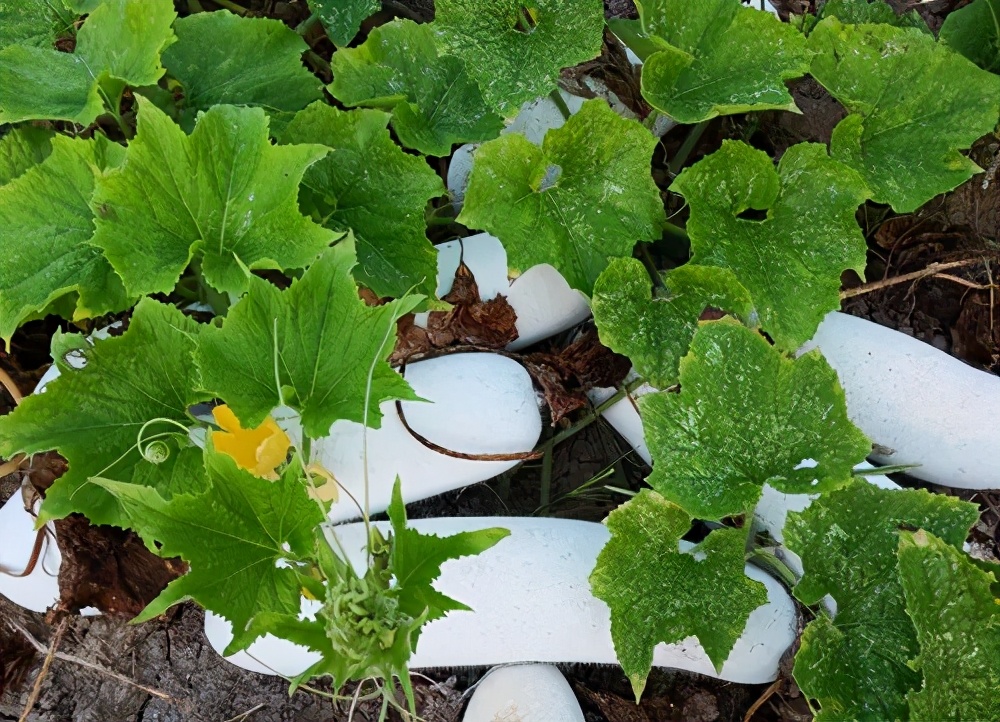 這個(gè)品種太優(yōu)秀了！耐儲(chǔ)耐運(yùn)，適合大面積種植，菜農(nóng)瓜販都喜歡