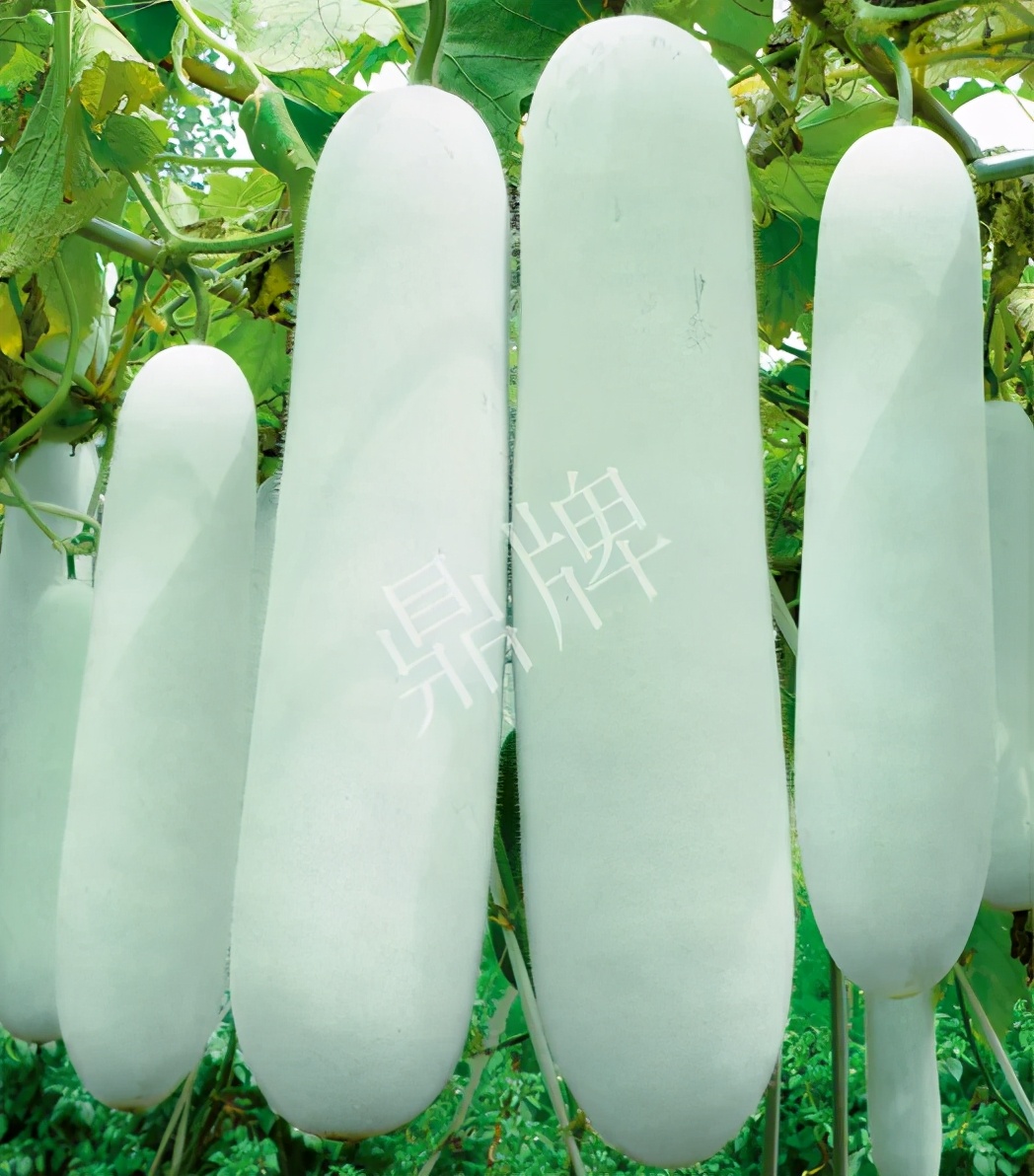 這個(gè)品種太優(yōu)秀了！耐儲(chǔ)耐運(yùn)，適合大面積種植，菜農(nóng)瓜販都喜歡