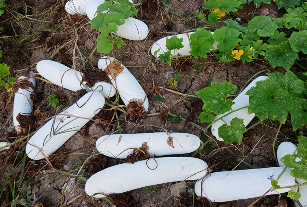 這個(gè)品種太優(yōu)秀了！耐儲(chǔ)耐運(yùn)，適合大面積種植，菜農(nóng)瓜販都喜歡