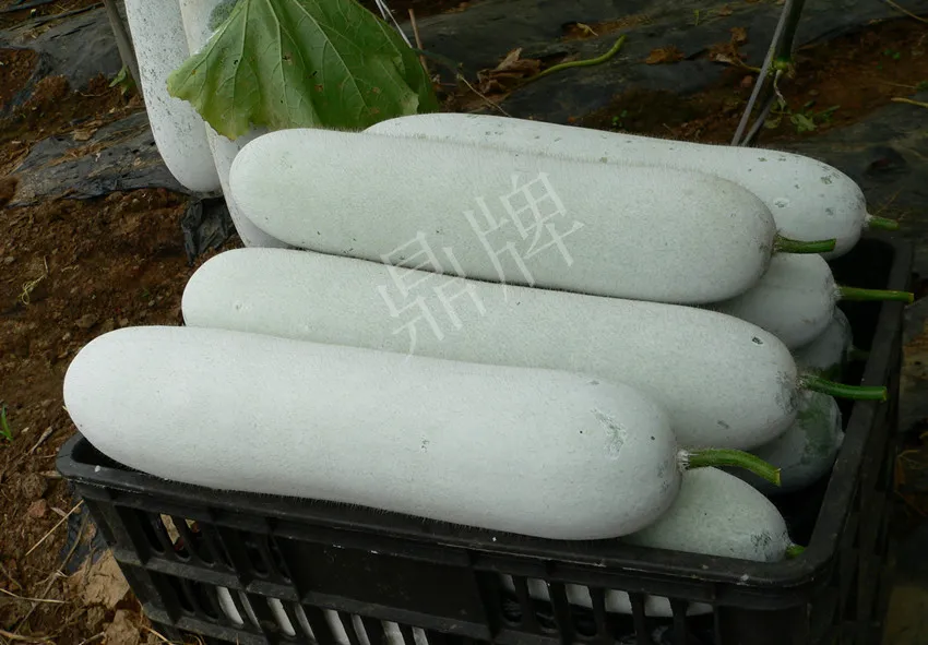 這個(gè)品種太優(yōu)秀了！耐儲(chǔ)耐運(yùn)，適合大面積種植，菜農(nóng)瓜販都喜歡