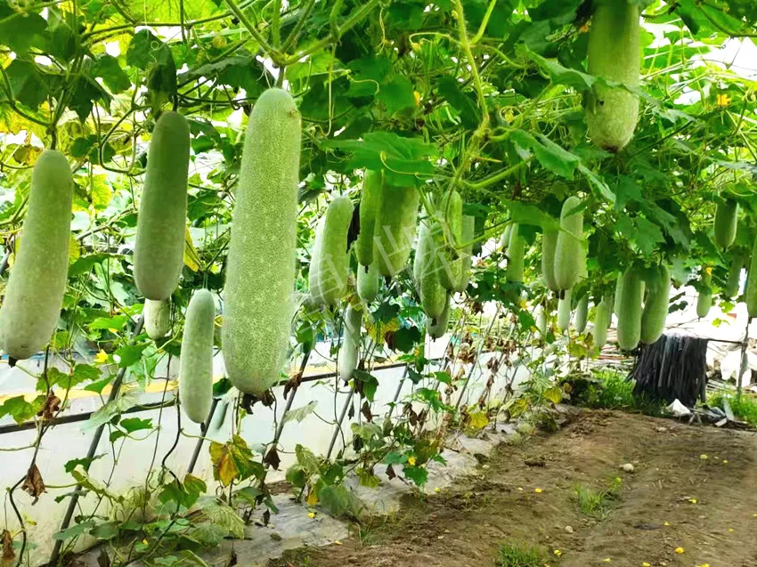 什么品種的冬瓜按個買？價格是同期黑皮冬瓜五倍