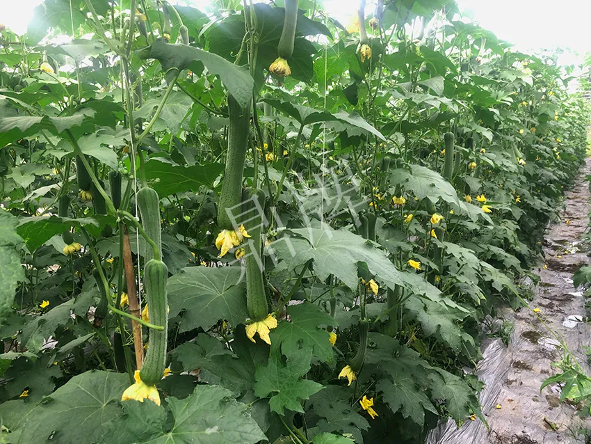 這個絲瓜怎么種都優(yōu)秀！賣價和產(chǎn)量都很高