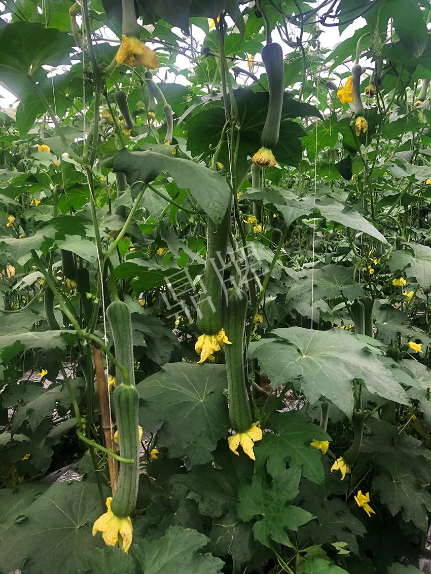 這個絲瓜怎么種都優(yōu)秀！賣價和產(chǎn)量都很高