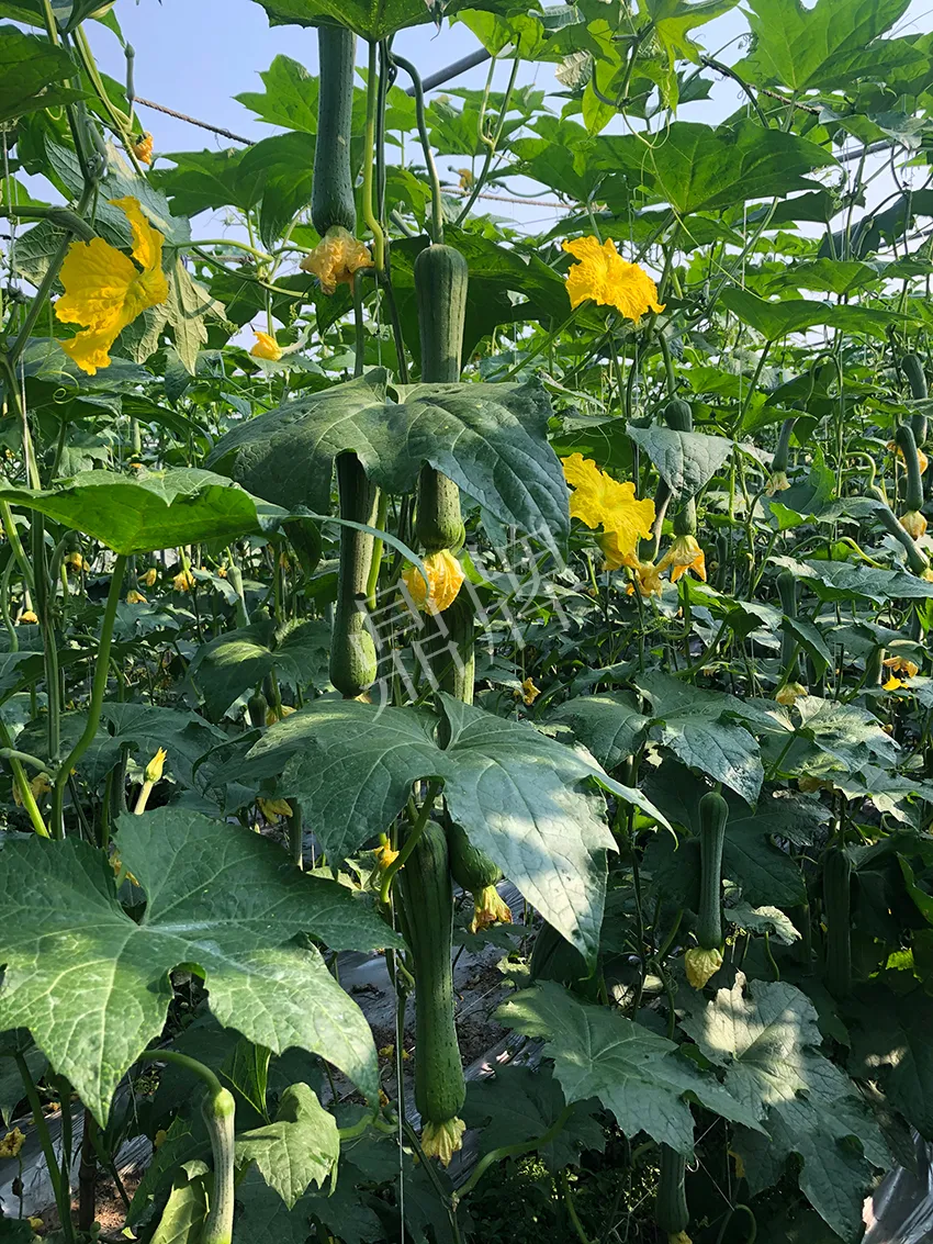 這個絲瓜怎么種都優(yōu)秀！賣價和產(chǎn)量都很高