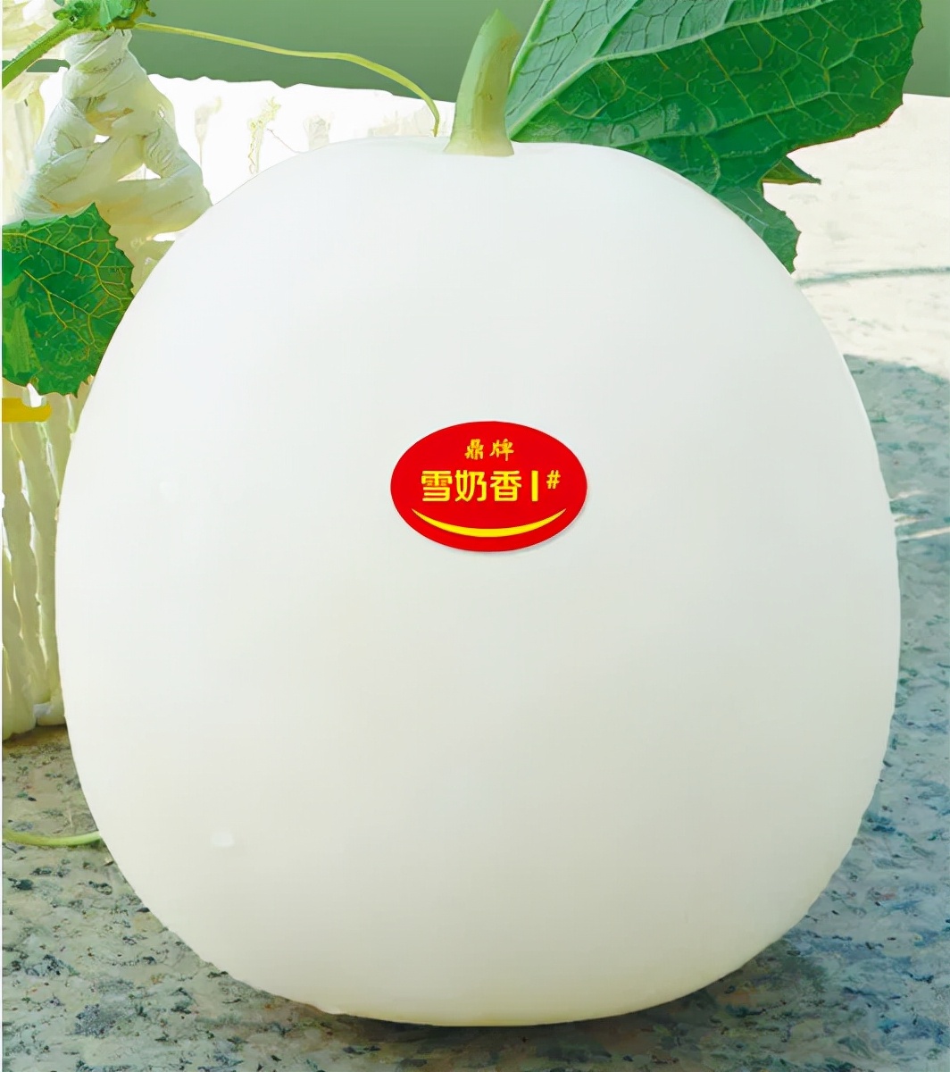 河南焦作的李向林今年種植甜瓜新品種，客戶直接拉貨走人