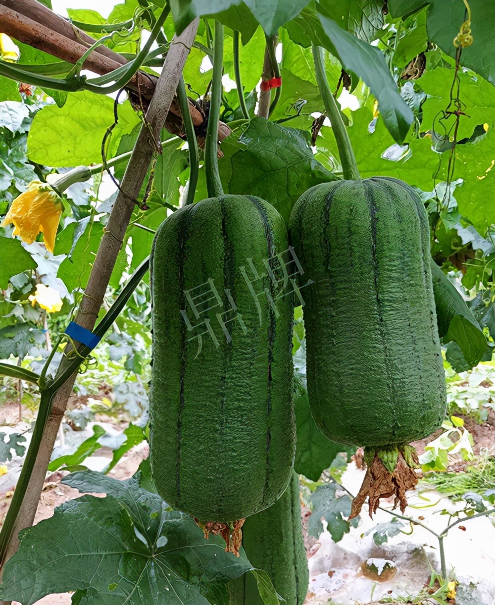 臺州的曾方明試種新品種，畝收入超過6萬元