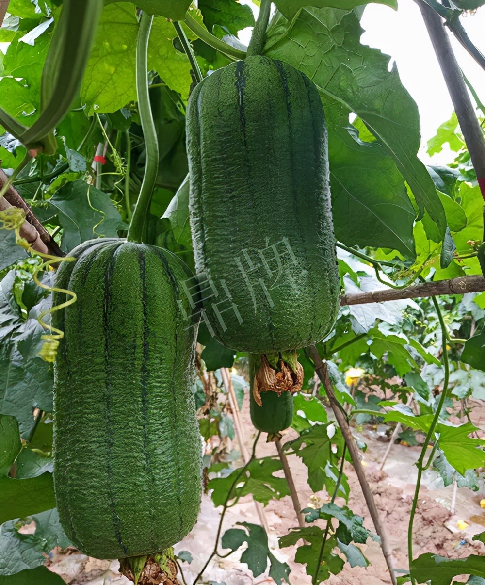 臺州的曾方明試種新品種，畝收入超過6萬元