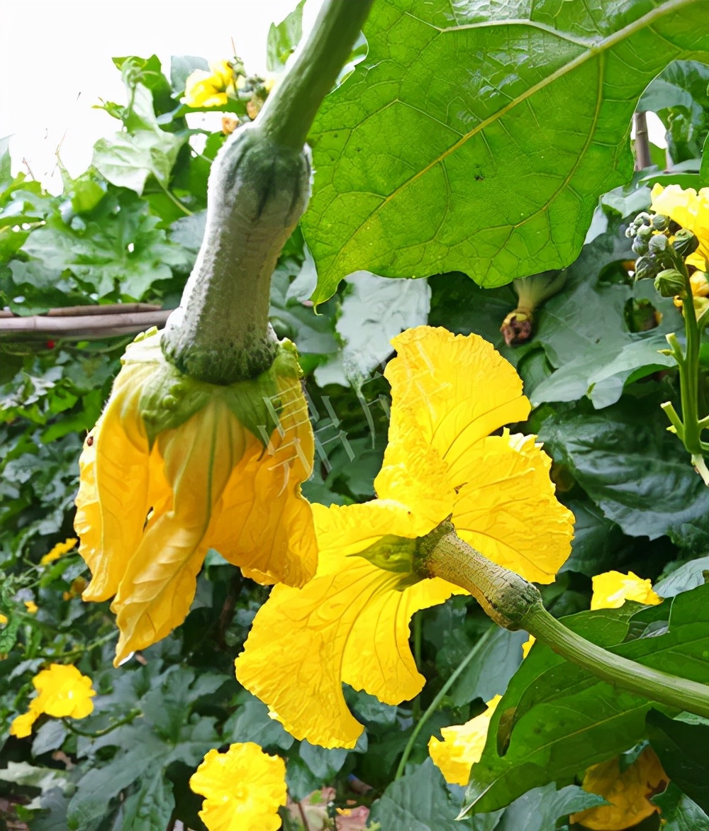 臺州的曾方明試種新品種，畝收入超過6萬元