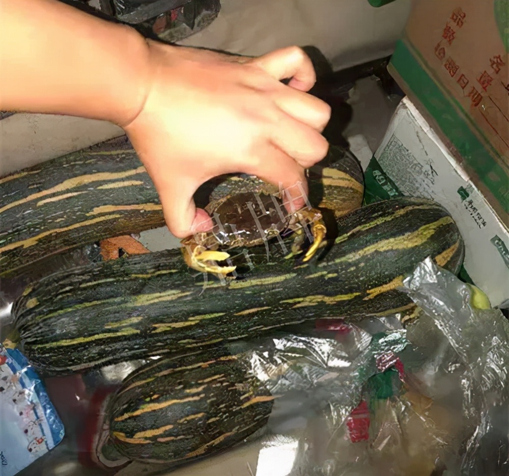 四川農(nóng)戶今年種“健美蜜本”南瓜產(chǎn)量高，品質(zhì)好，感覺(jué)巴適得很