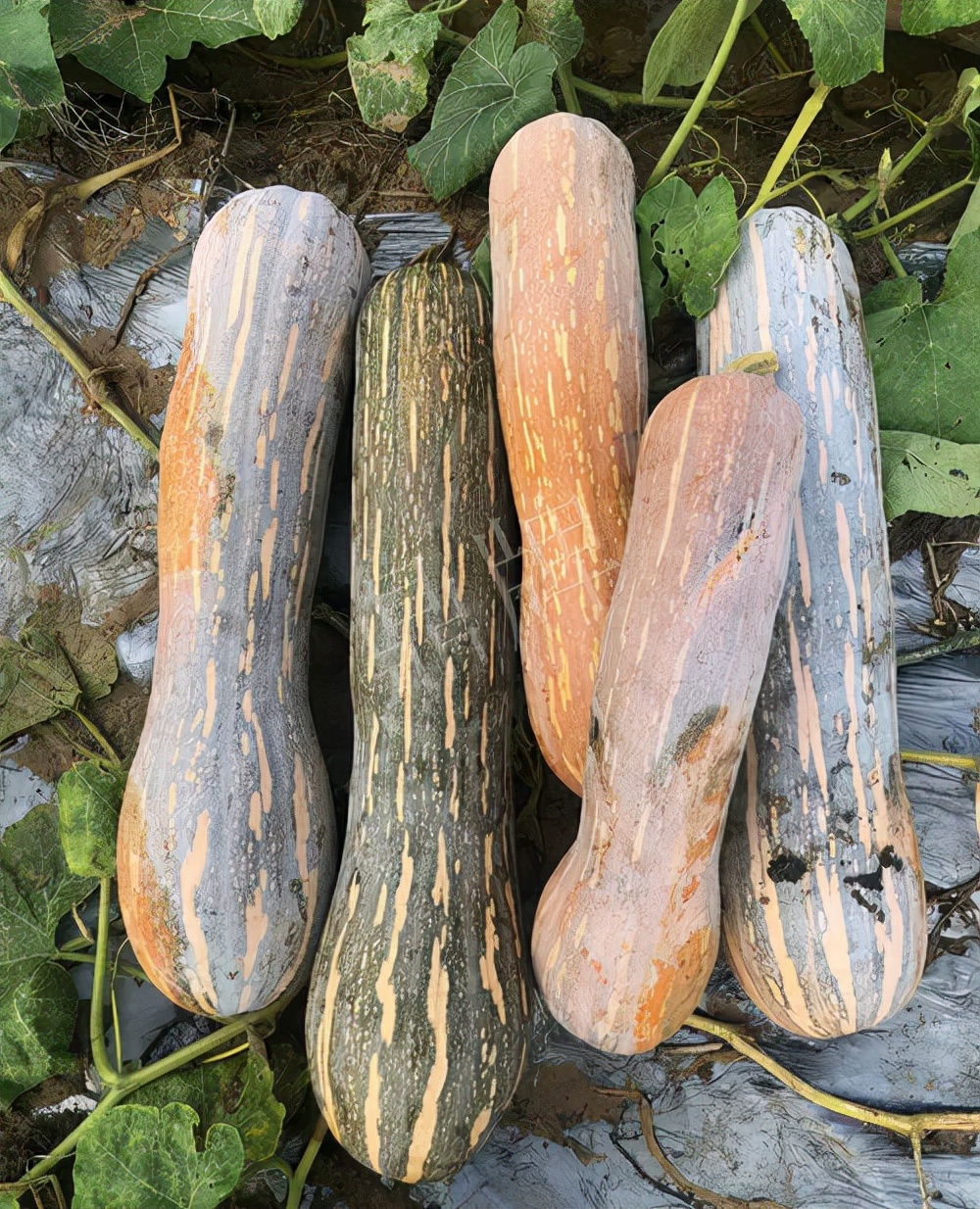 四川農(nóng)戶今年種“健美蜜本”南瓜產(chǎn)量高，品質(zhì)好，感覺(jué)巴適得很