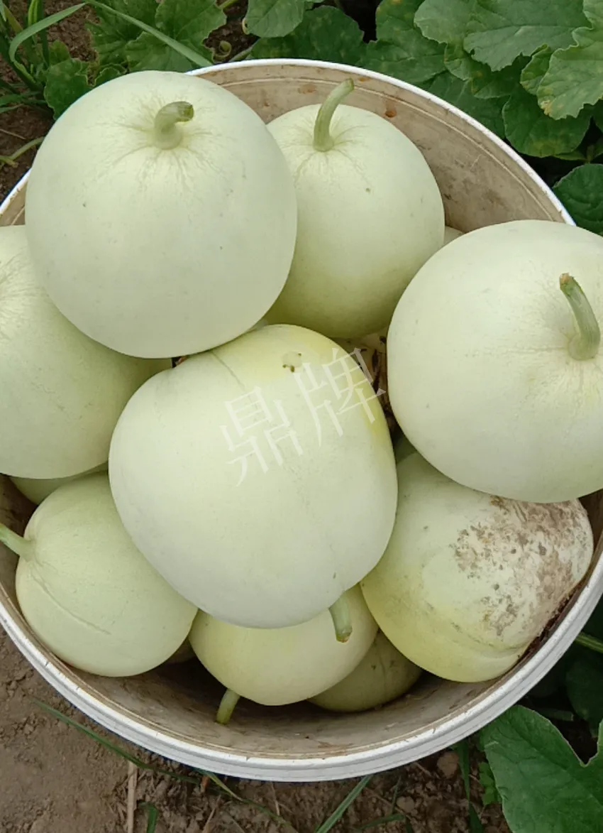 其他品種的甜瓜2塊1斤都賣不動(dòng)，我的玉奶香2號(hào)甜瓜2塊5直接搶