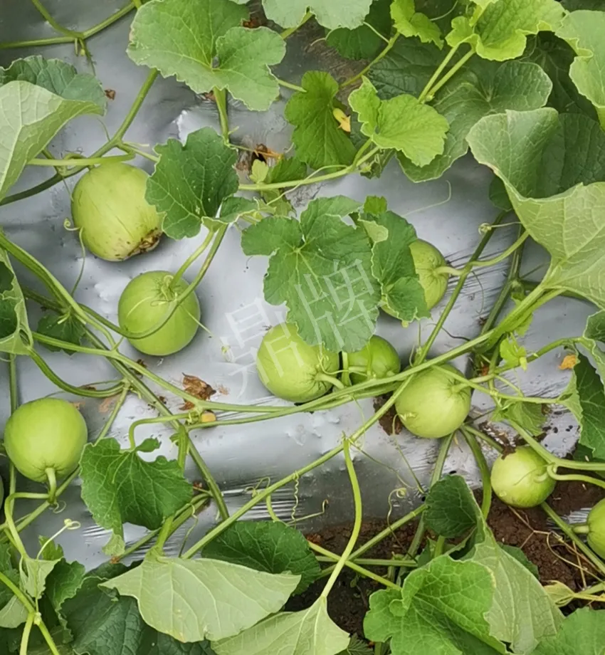 其他品種的甜瓜2塊1斤都賣不動(dòng)，我的玉奶香2號(hào)甜瓜2塊5直接搶