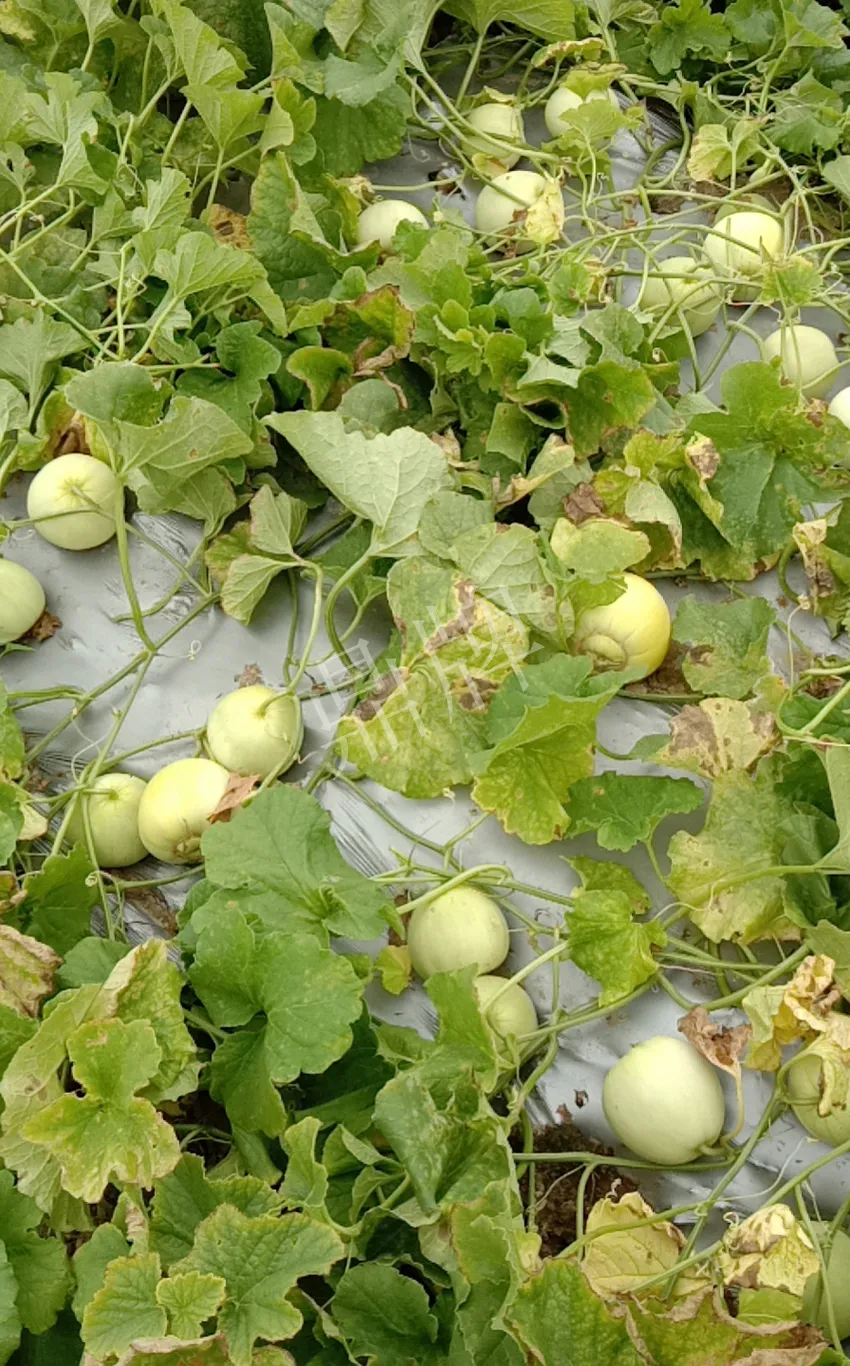 其他品種的甜瓜2塊1斤都賣不動(dòng)，我的玉奶香2號(hào)甜瓜2塊5直接搶