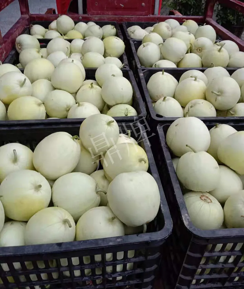 其他品種的甜瓜2塊1斤都賣不動(dòng)，我的玉奶香2號(hào)甜瓜2塊5直接搶