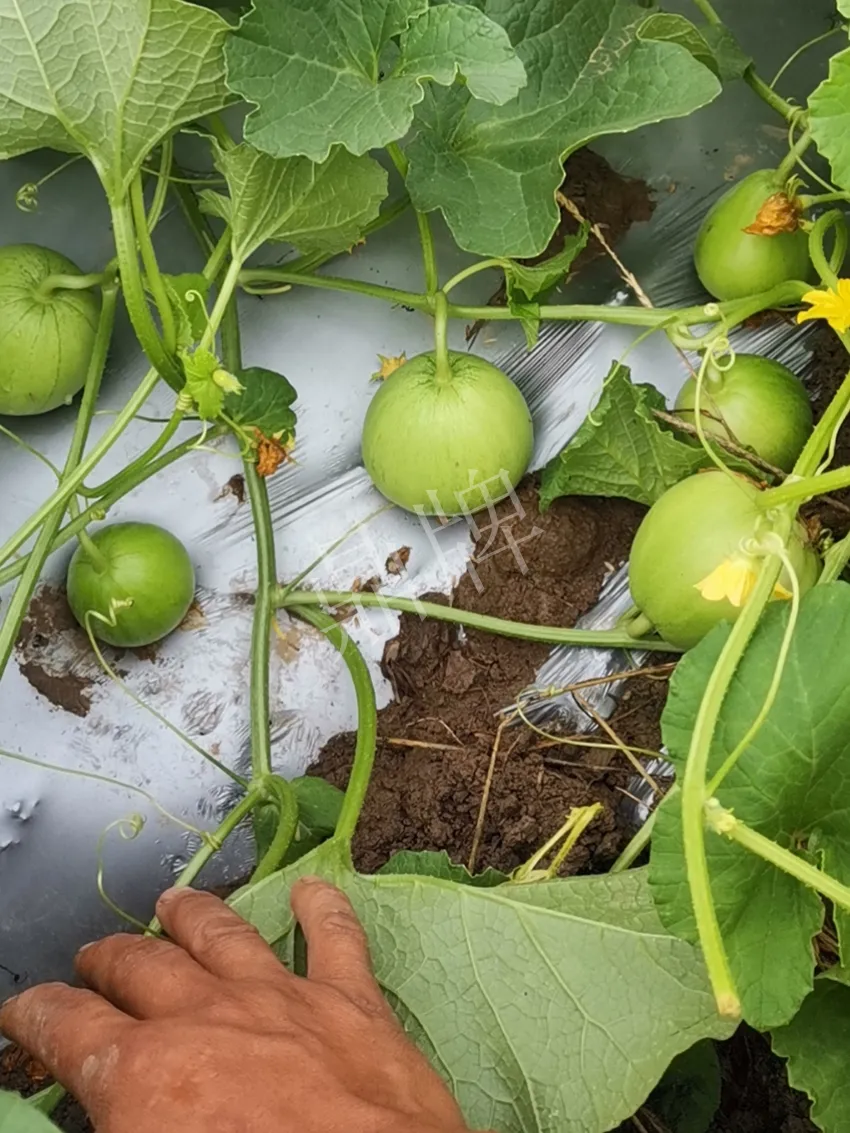 其他品種的甜瓜2塊1斤都賣不動(dòng)，我的玉奶香2號(hào)甜瓜2塊5直接搶