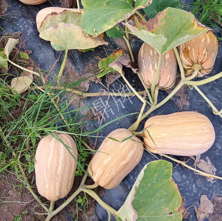 襄陽農(nóng)民“押寶”押對了，這個品種幫他賺了2倍錢