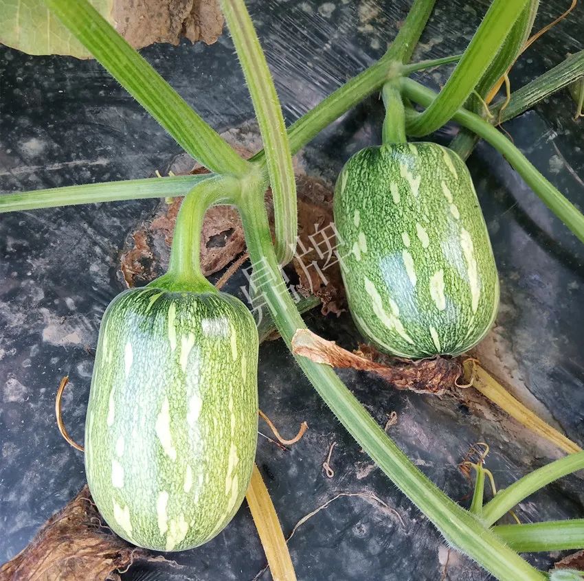 襄陽農(nóng)民“押寶”押對了，這個品種幫他賺了2倍錢