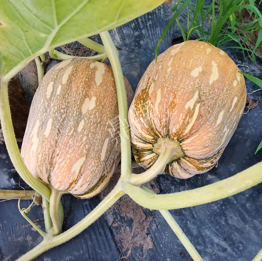 襄陽農(nóng)民“押寶”押對了，這個品種幫他賺了2倍錢