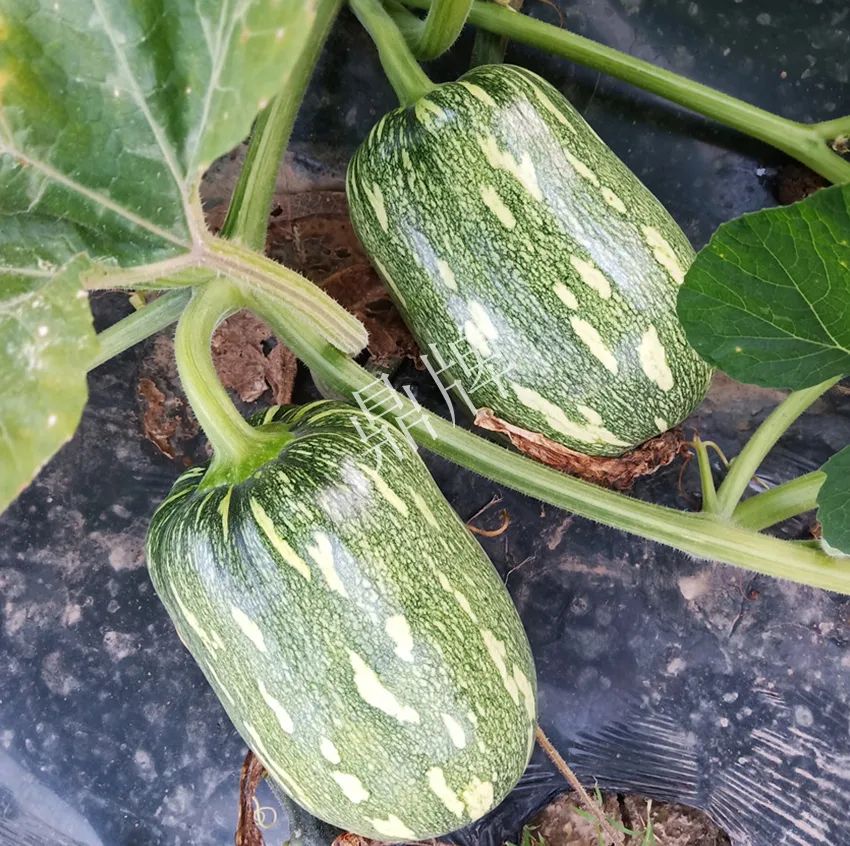 襄陽農(nóng)民“押寶”押對了，這個品種幫他賺了2倍錢